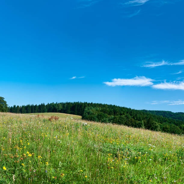 istock Square spring landscape 78MPix XXXXL - meadow, blue sky 176091427