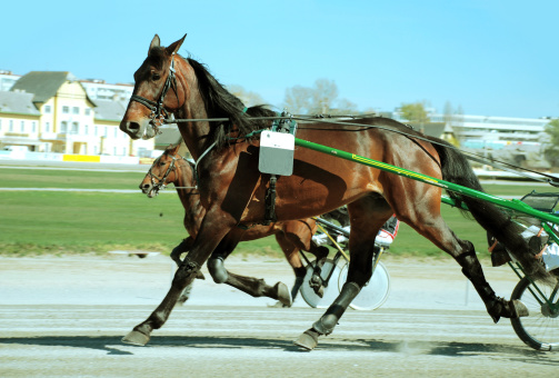 Harness Horse Racing