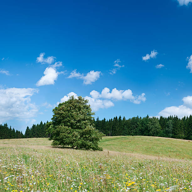 istock Square spring landscape 48MPix XXXXL - meadow, blue sky 176091713