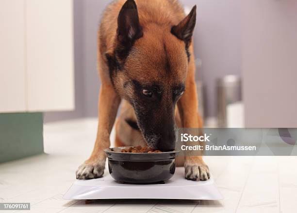 Imbrogliare - Fotografie stock e altre immagini di Cane - Cane, Cibo per cani, Mangiare