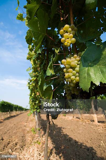 Uvas Y Viñedos Foto de stock y más banco de imágenes de Agricultura - Agricultura, Alemania, Australia