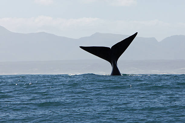 Tail Fin of SOuthern Right Whale in Water stock photo