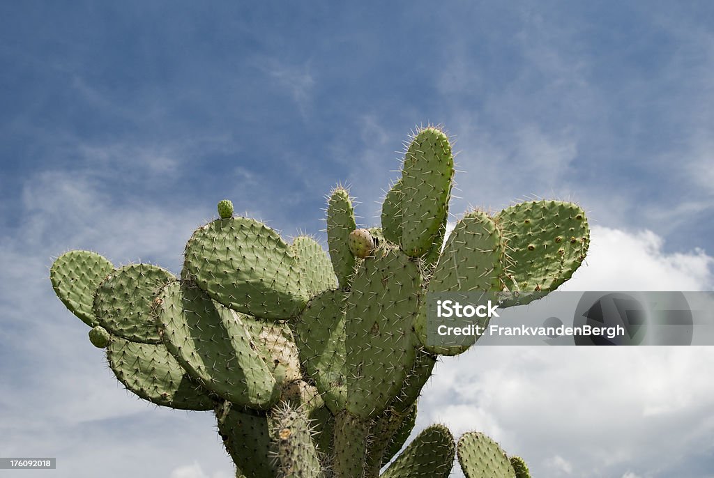 Cactus - Foto stock royalty-free di Pianta di fico d'India