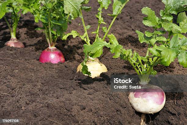 Foto de Nabos Em Uma Fileira e mais fotos de stock de Fileira - Fileira, Nabo, Agricultura