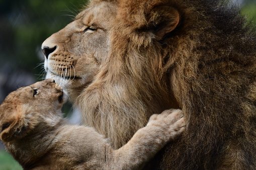 Male lion with cub
