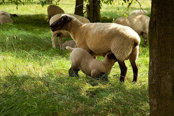 nice farm scene with a baby sheep and his mom