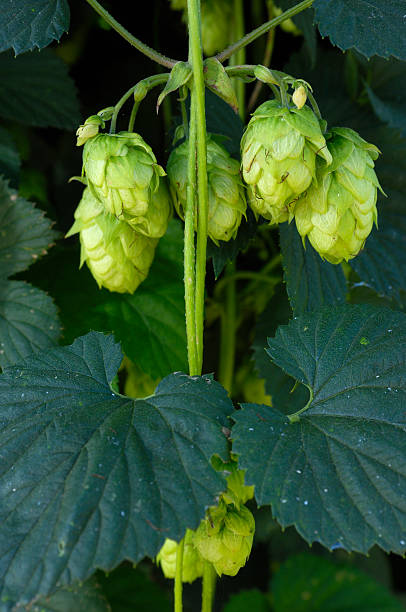 istock Close-up of Hops Growing on Plant 176092520