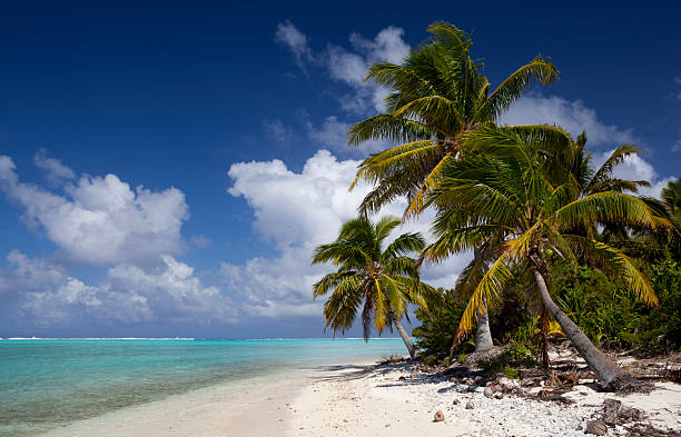istock Palms Of The Lagoon 176092545