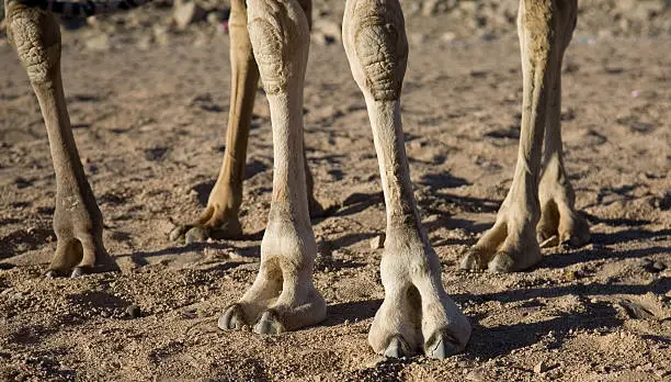Close up of Egyptian camel feet