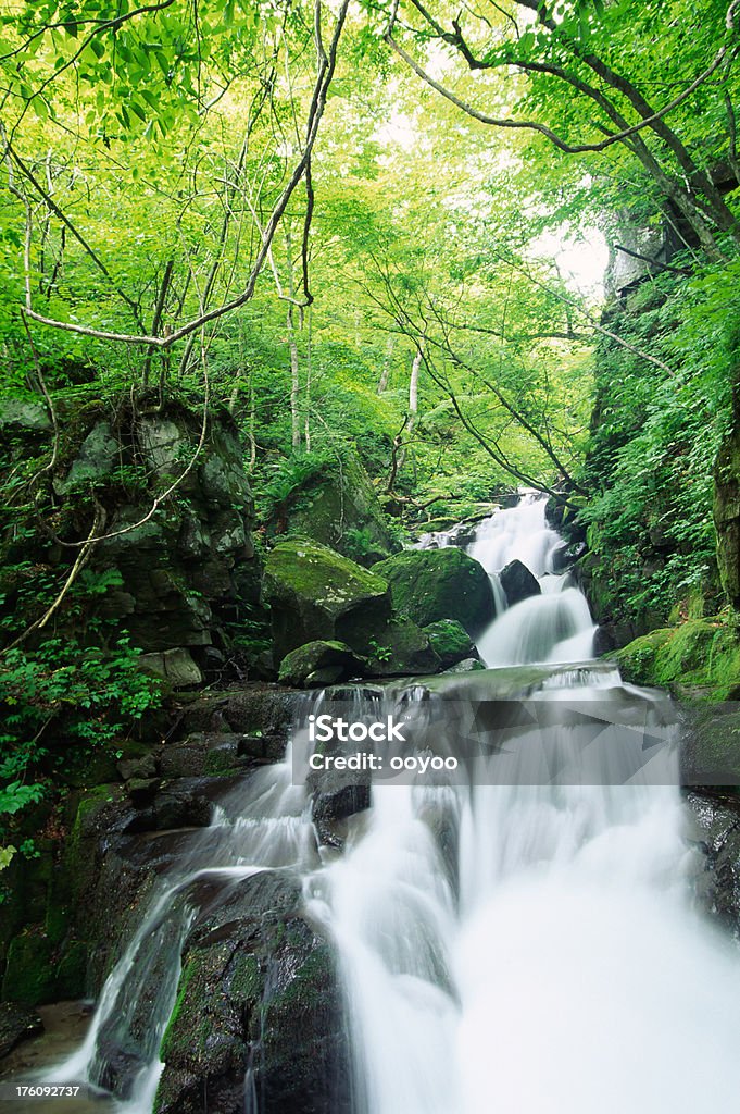 Cascading Water waterfall in a forestWaterfall Blurred Motion Stock Photo