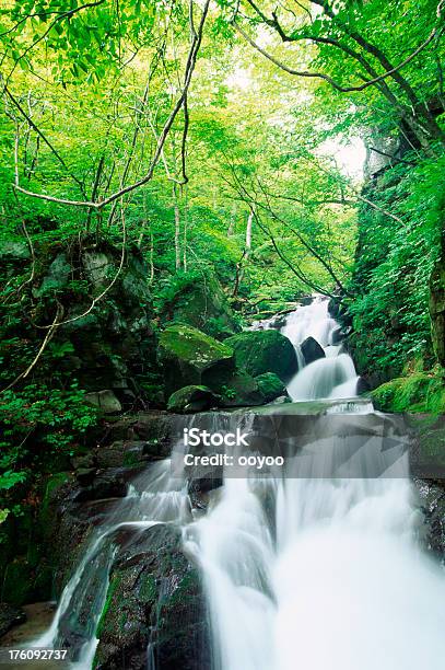 Cascading Water Stock Photo - Download Image Now - Blurred Motion, Branch - Plant Part, Bright