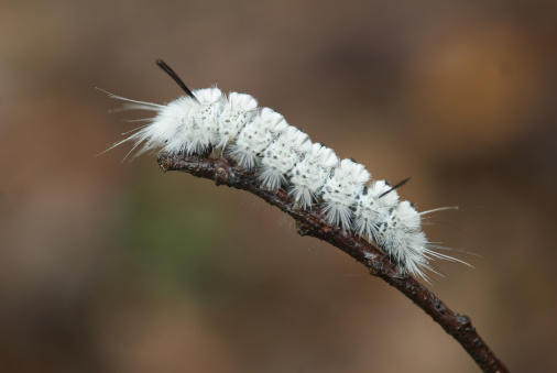 Tussock Caterpillar