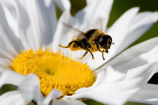 A bumblebee (bumble-bee) in flight after collecting pollen from a daisy.