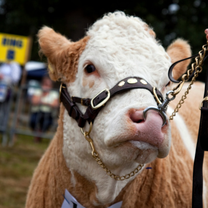 A cow being lead by a nose ring at an agricultural show. Focus on drooling mouth.Some farm animals from my portfolio. Please see my Animals lightbox for more.