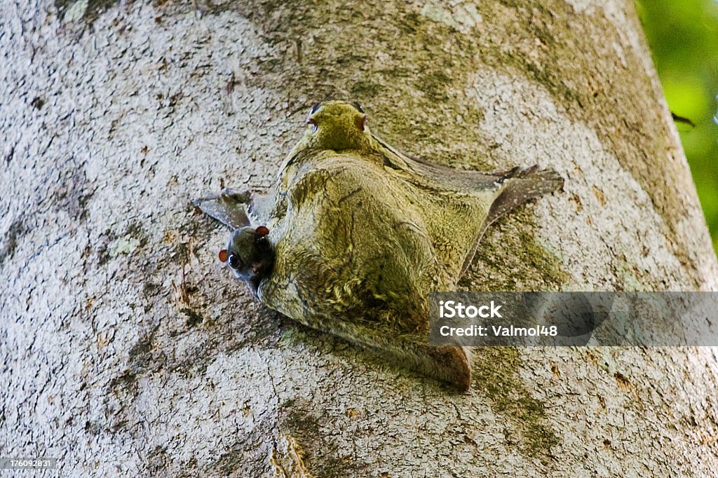 Flying Lemur Or Colugos And Baby Stock Photo - Download Image Now - Animal,  Animal Body Part, Animal Wing - iStock
