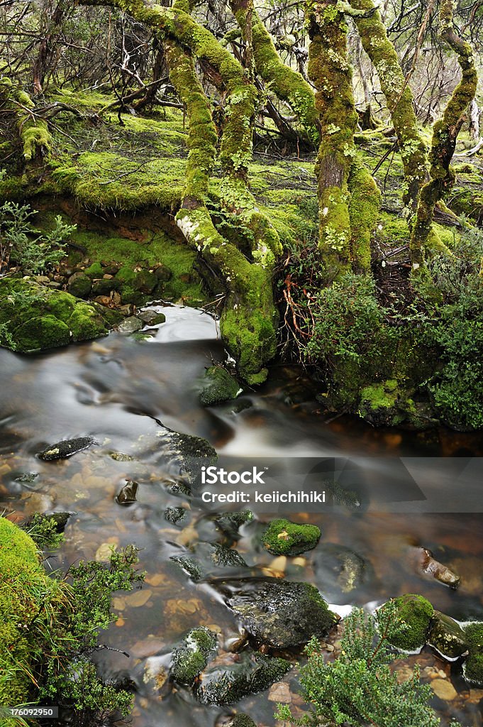 Tasmanischer alten Wald - Lizenzfrei Landschaftspanorama Stock-Foto