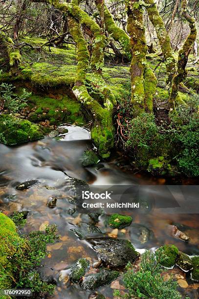 Tasmanischer Alten Wald Stockfoto und mehr Bilder von Landschaftspanorama - Landschaftspanorama, Nicht-städtisches Motiv, Quellwasser