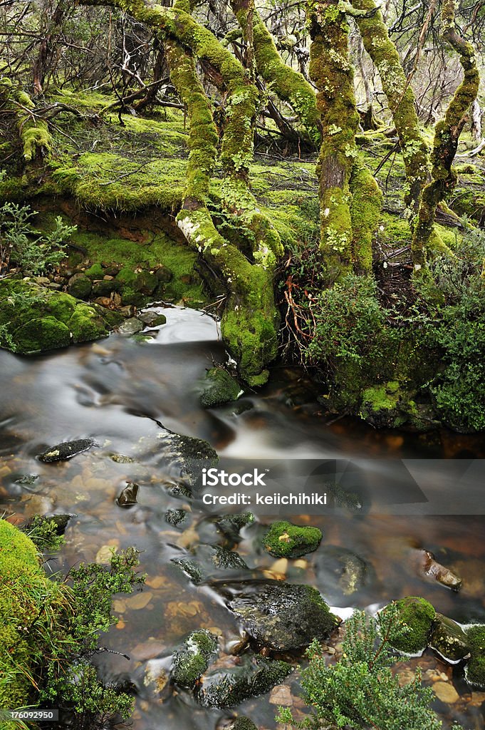 Tasmanian antiguo bosque - Foto de stock de Escena no urbana libre de derechos