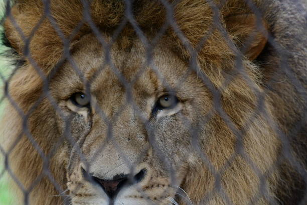 istock Male lion behind fence 1760929842