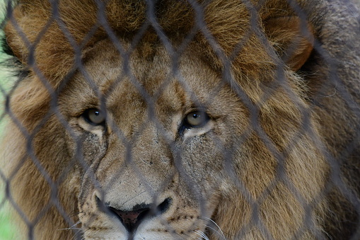 Male lion behind fence