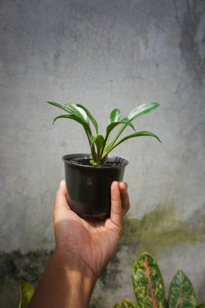 istock Sansevieria Cocinna, Dracaena Spathulata, or Spoon Leaf Plant 1760930474