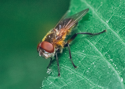 Just a photo of a small fly in macro