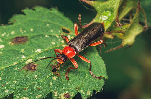 Closeup of an Aspen Leaf Beetle eating.
