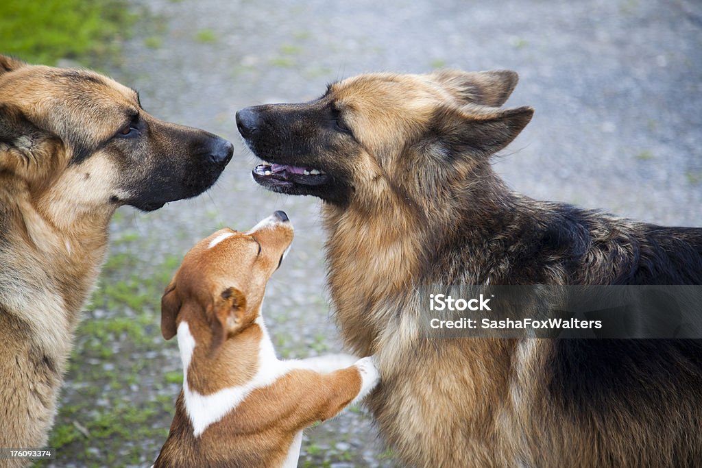 Trois chiens - Photo de Amitié libre de droits