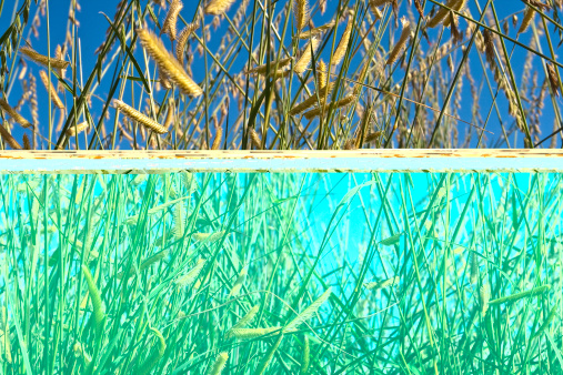 A close-up view of reeds at Wicken Fen Nature Reserve in Cambridgeshire, England.