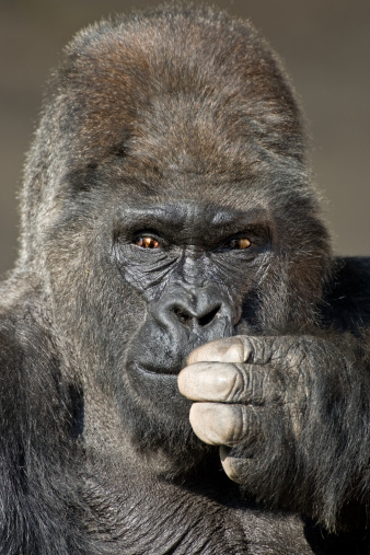 Pensive silverback gorilla. Canon 1D Mark III and 500mm tele with tripod. Please have a look at my other gorilla photos.