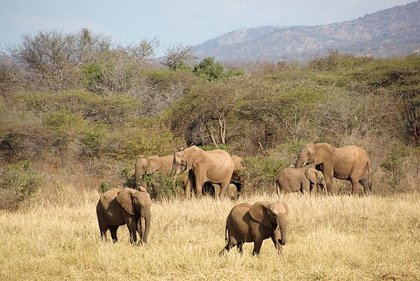 istock Herd of African Elephant (Loxodonta africana) eating 176093704