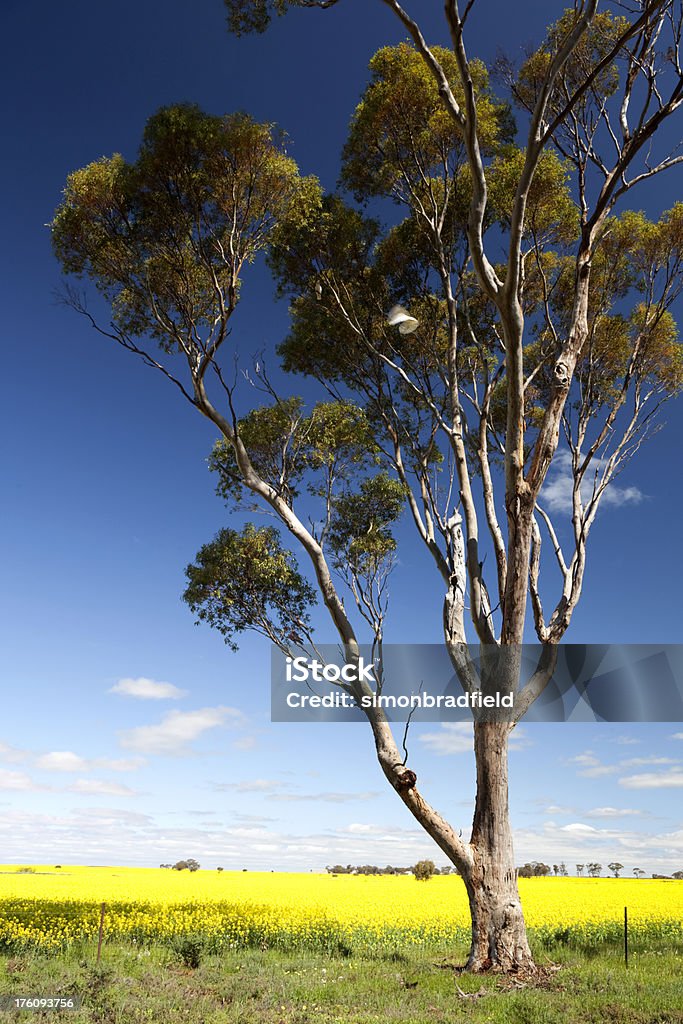 Gum Tree en Australie-Occidentale - Photo de Agriculture libre de droits