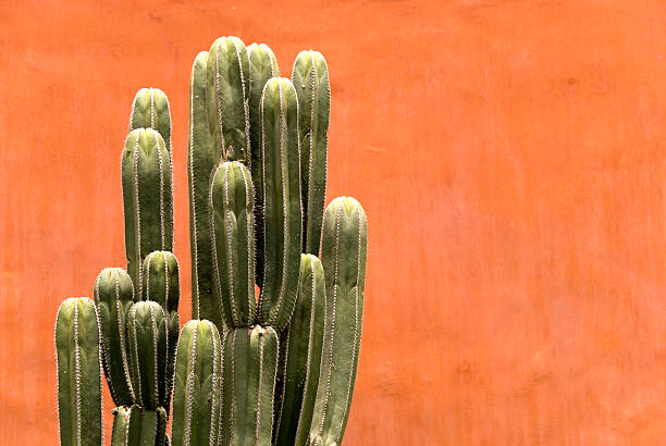 istock Organ pipe cactus against a red wall 176093762