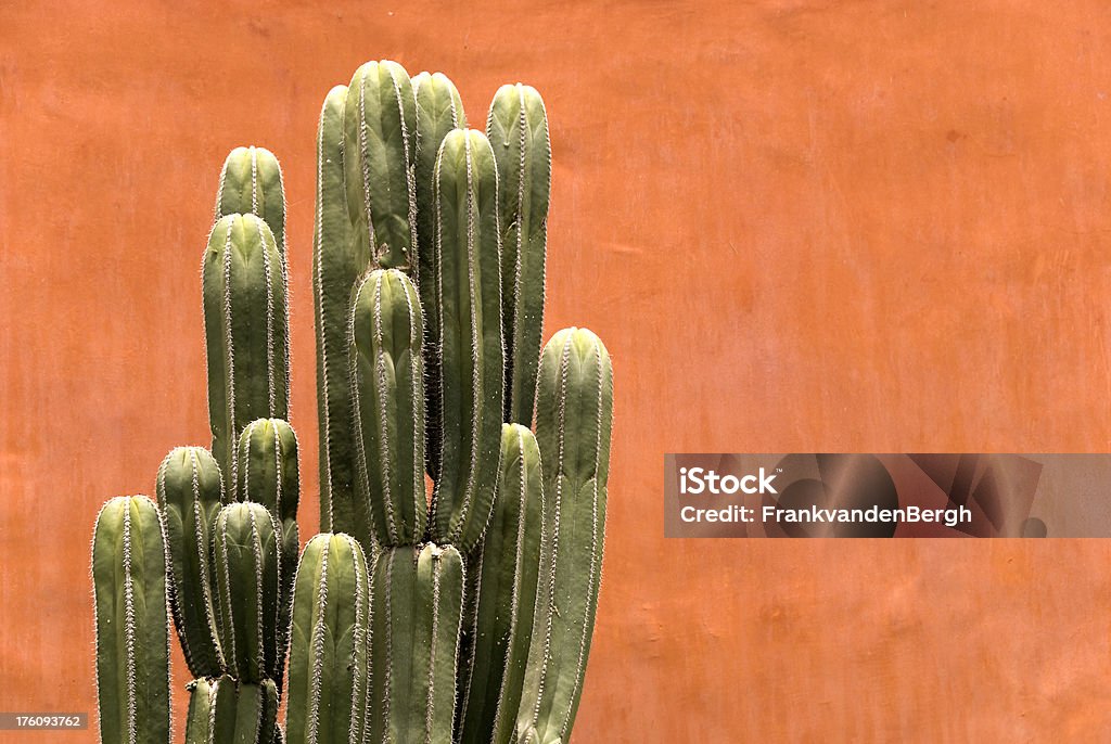Organy Rurka Kaktus z czerwone ściany - Zbiór zdjęć royalty-free (Kaktus)