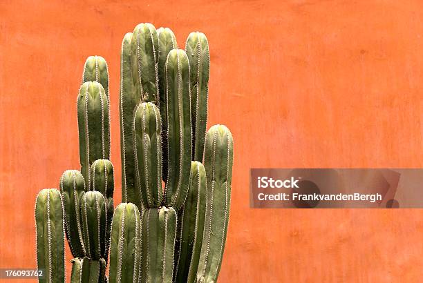Organy Rurka Kaktus Z Czerwone Ściany - zdjęcia stockowe i więcej obrazów Kaktus - Kaktus, Karnegia olbrzymia, Phoenix - Stan Arizona