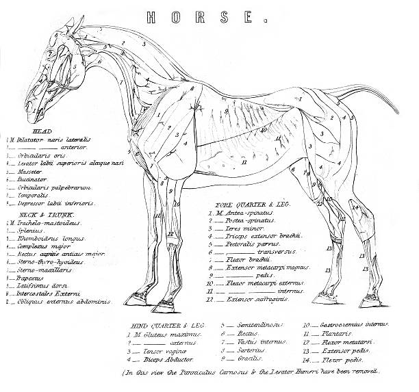 skelett des pferdes - horse animal skeleton anatomy animal stock-grafiken, -clipart, -cartoons und -symbole