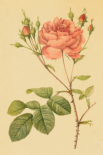 ilustrações, clipart, desenhos animados e ícones de antigo flor rosa/ilustrações - white background studio shot macro close up