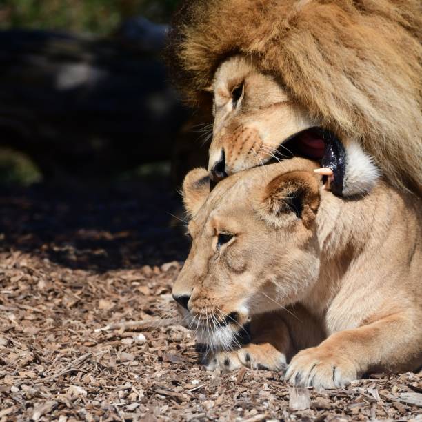 istock Male lion with lioness 1760938616
