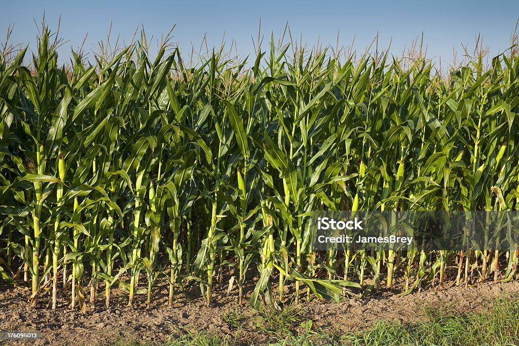 Perfect Corn Crop in the Morning Sunshine. Agricultural Field Stock Photo