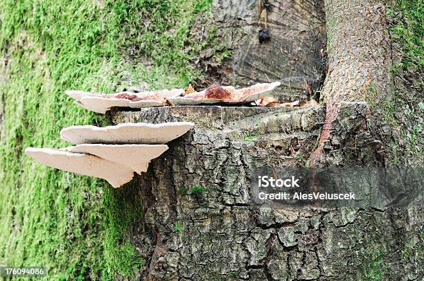 Cogumelo Árvore - Fotografias de stock e mais imagens de Beleza - Beleza, Beleza natural, Botânica - Ciência de plantas