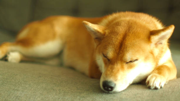 istock a japanese female red Shiba sleeping in human sofa. 1760941867