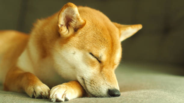 istock a japanese female red Shiba sleeping in human sofa. 1760941868