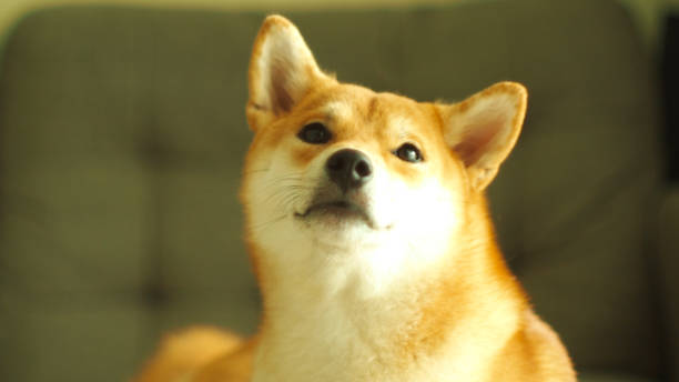 istock a japanese female red Shiba sleeping in human sofa. 1760941885