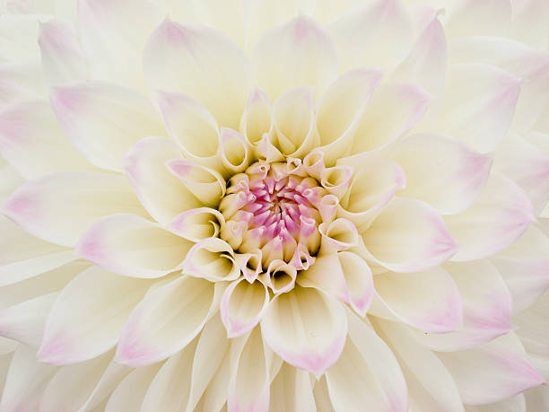 istock White Dahlia Flower Close Up 176094378