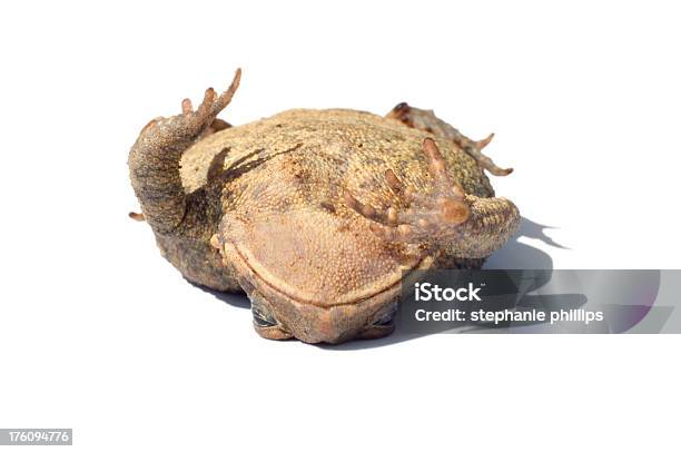 Toad Standing Rear Toad On His Back Stock Photo - Download Image Now - American Toad ...