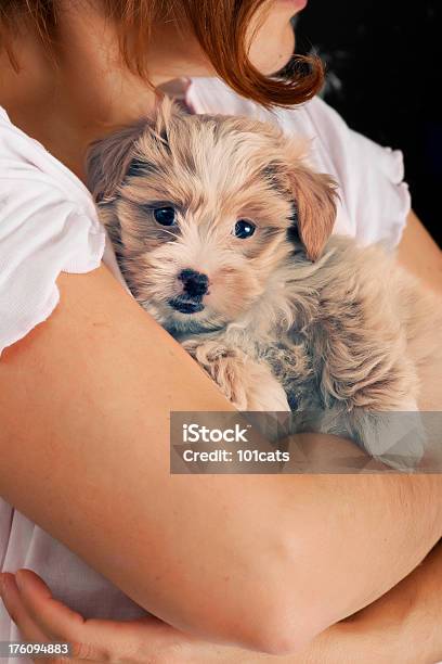 Foto de Bebê Terriers e mais fotos de stock de Adulto - Adulto, Amizade, Animal