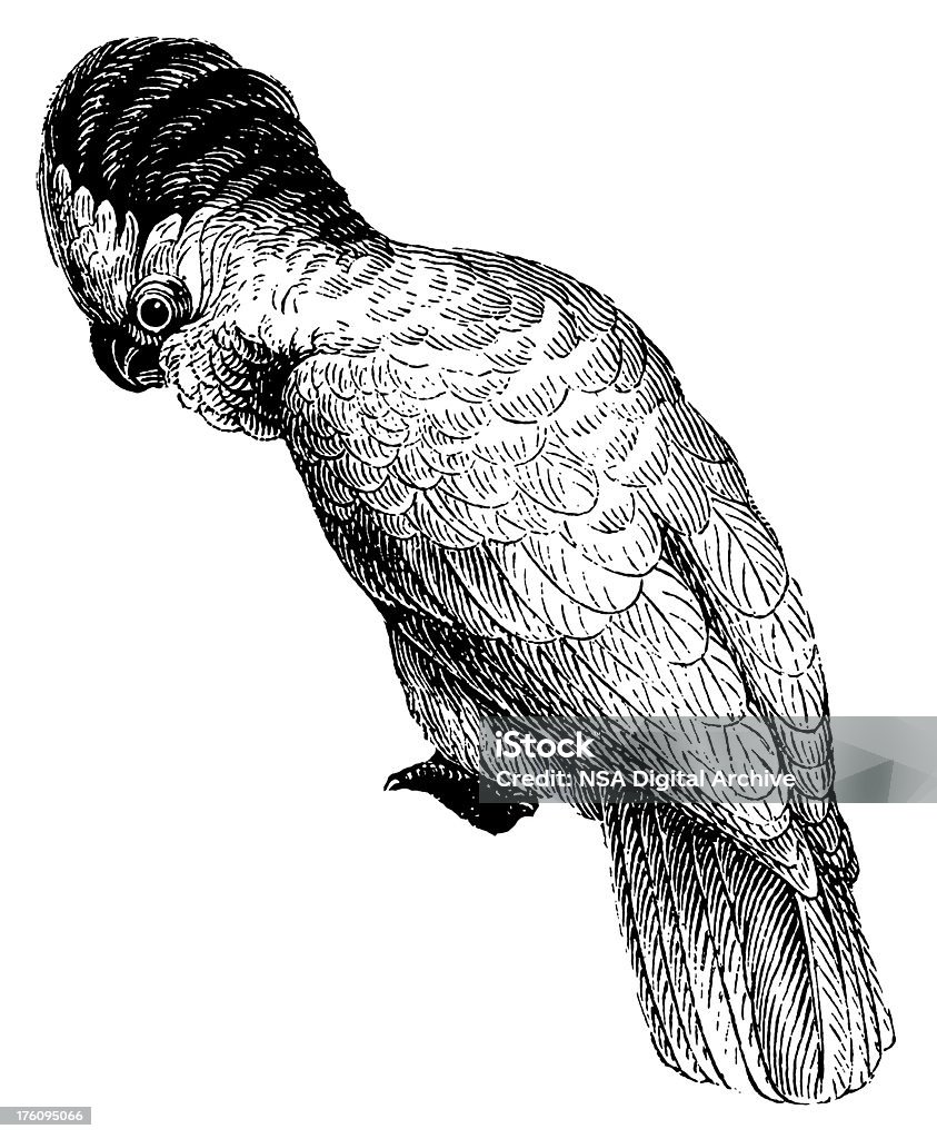 Cockatoo /アンティークの鳥イラストレーション - オウムのロイヤリティフリーストックイラストレーション