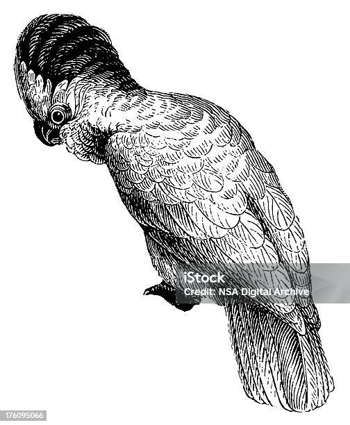 Kakaduantyczny Ptak Ilustracje - Stockowe grafiki wektorowe i więcej obrazów Grawerunek - Grawerunek, Papuga, Sztych