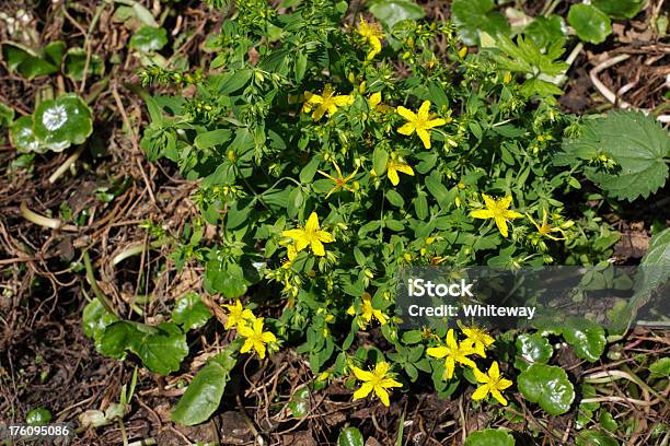 Perforate St Johns Wort Hypericum Perforatum Vista Superior Foto de stock y más banco de imágenes de Aire libre