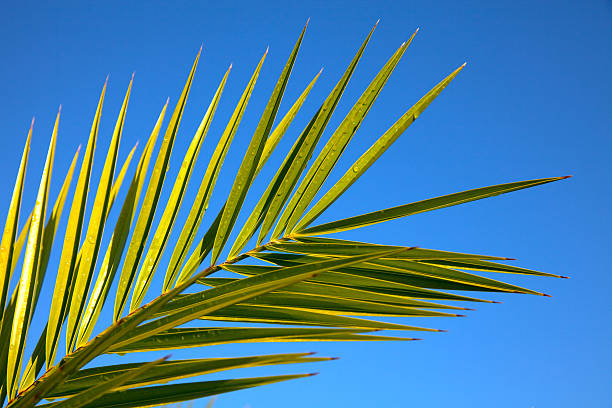 istock Wet palm leaf in front of deep blue sky 176095102